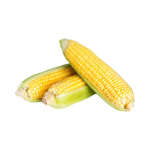 Elote criollo amarillo por unidad
